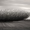 Starlings by Randi Lynn Beach