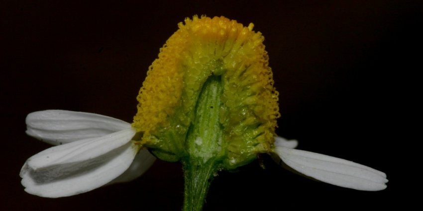 Anthemis arvensis subsp. incrassata